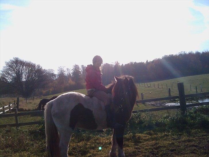 Islænder Fjörgull fra freersvang - Jeg elsker dig<3-Må IKKE kopieres- billede 12