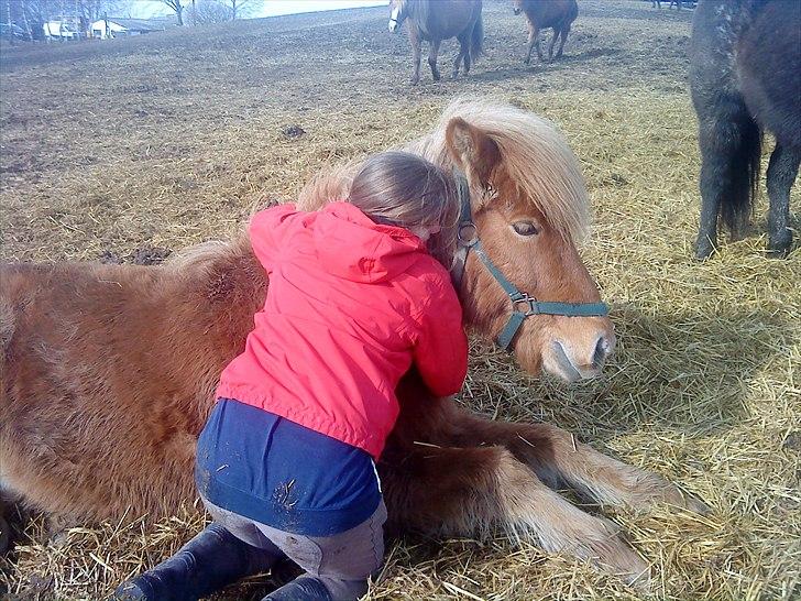 Islænder Drópa fra Freersvang billede 10