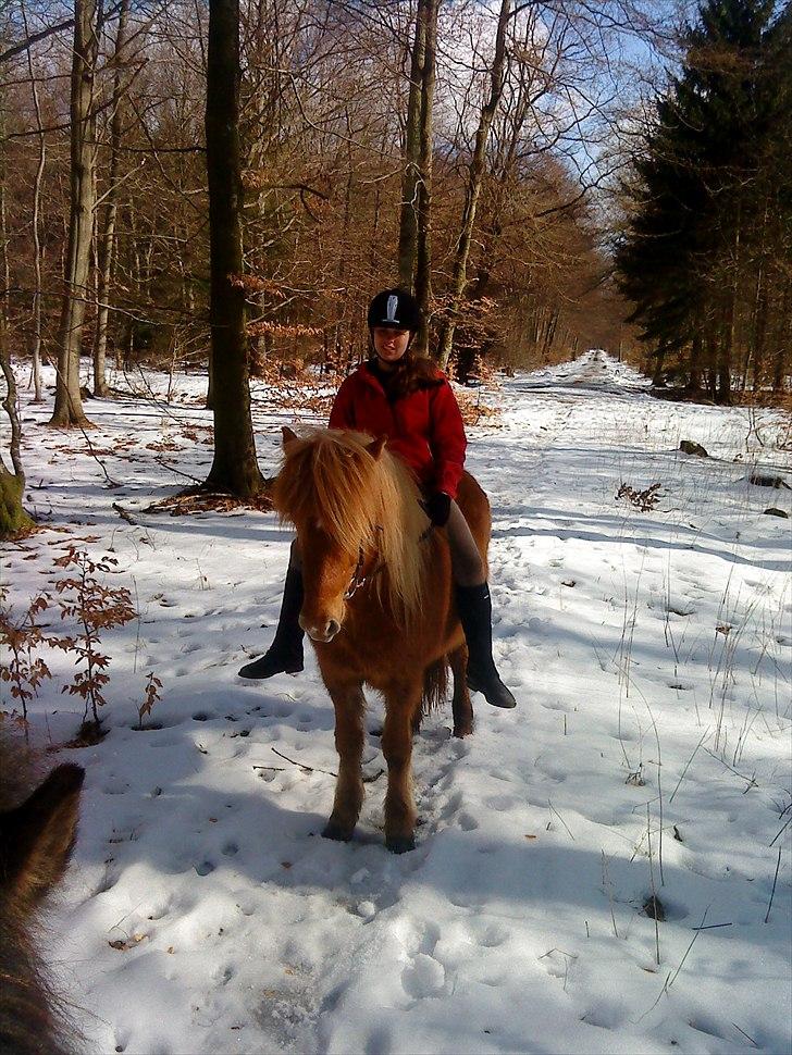 Islænder Drópa fra Freersvang billede 11