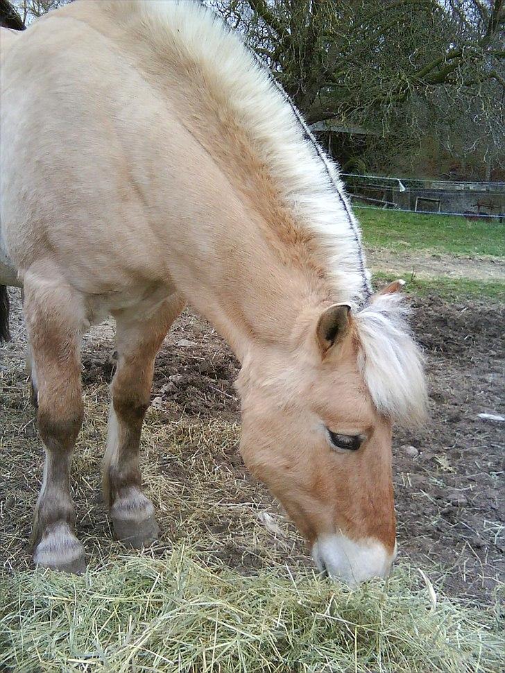 Fjordhest Apollo Grønlund - Efter år 2009 :) billede 10