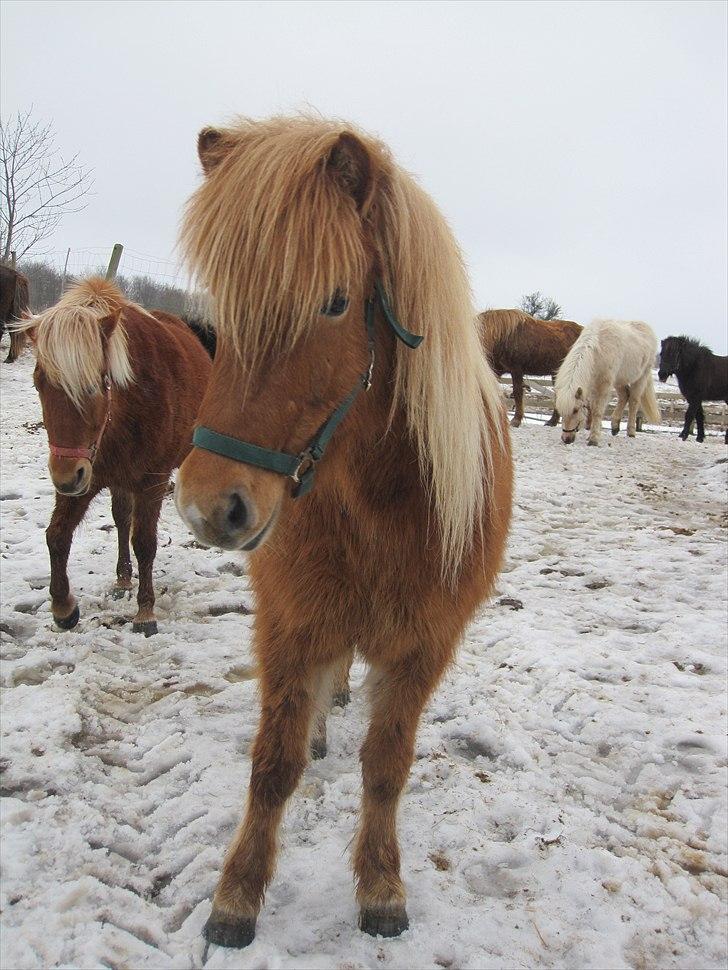 Islænder Drópa fra Freersvang billede 12