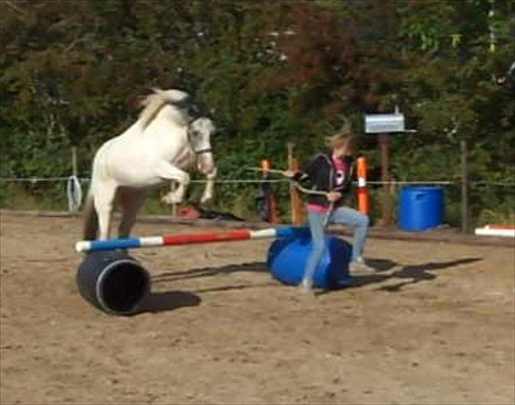 Anden særlig race White Smokey Cowboy - Han elsker at springe! :D billede 14