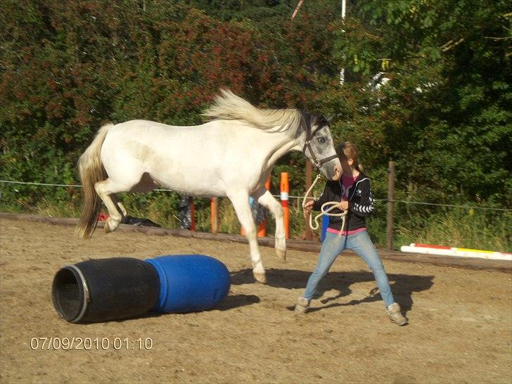 Anden særlig race White Smokey Cowboy - Lidt sygt billede ^^, (han rammer mig ikke)  billede 16
