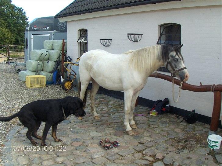 Anden særlig race White Smokey Cowboy - Min Hund basse og min dejlige hest :D  billede 18