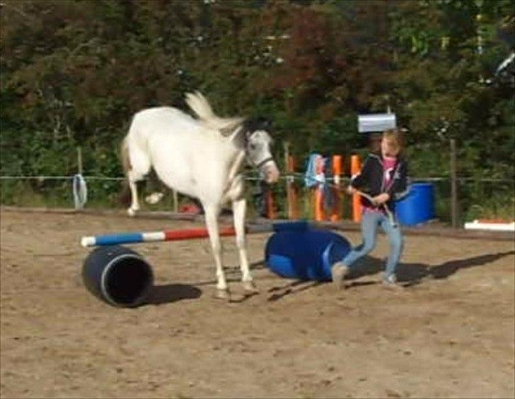 Anden særlig race White Smokey Cowboy - ;p billede 19