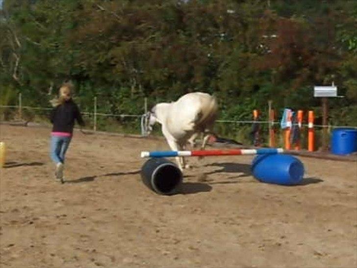 Anden særlig race White Smokey Cowboy billede 20