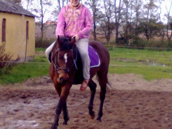 Dansk Varmblod Majbrit *Tøzen*  - mig og majbrit den lille engel

Foto. Mette billede 19