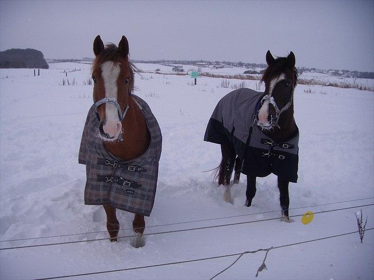 Anden særlig race Pyx Diamond * SOLGT* - Pyx og Pixie i sneen vinteren 2009 billede 15