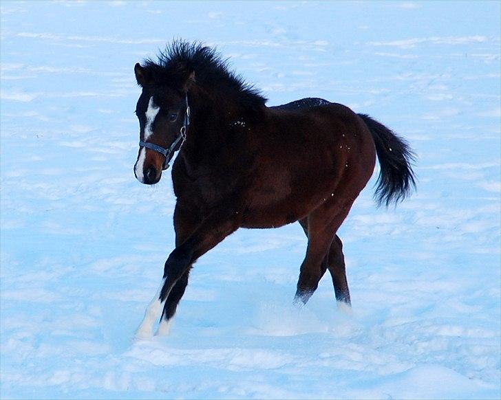 Anden særlig race Lykkebo's Athena - Athena 7 måneder gammel billede 6
