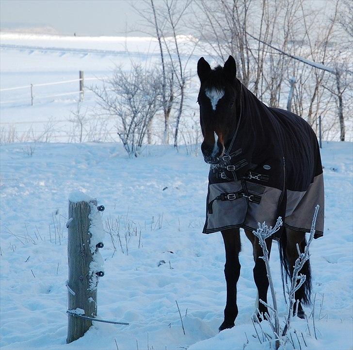 Dansk Varmblod Comtessa billede 13