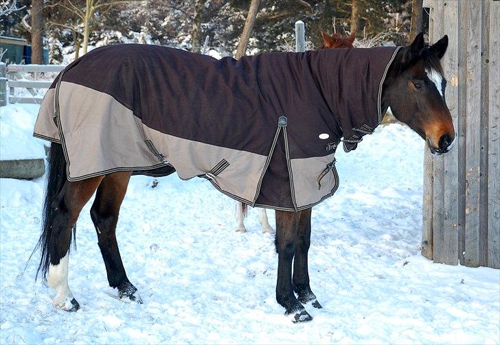 Dansk Varmblod Comtessa billede 14