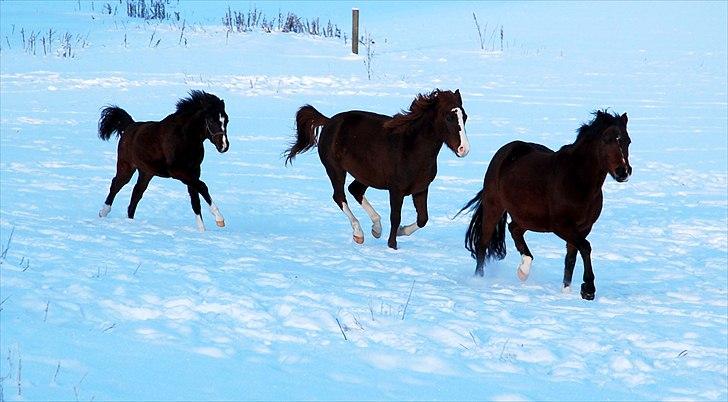 Anden særlig race Lykkebos Beauty - Beauty med begge sine døtre;)  billede 17