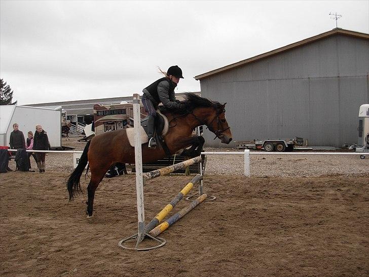 New Forest Cindy |har redet | solgt - Undervisning - SLR - 19.03.2011 billede 2