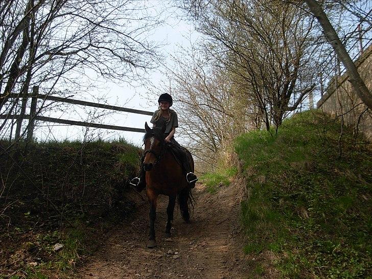 New Forest Cindy |har redet | solgt - Skridtede lige en tur, da vi skridtede af - 21.04.2011 billede 3