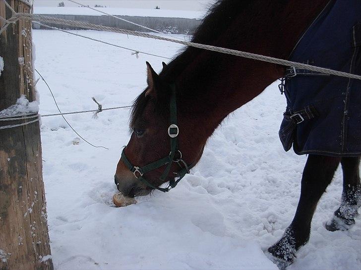 New Forest Cindy |har redet | solgt - Mmm...brød - 19.12.2010 billede 4