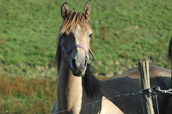 Arabisk fuldblod (OX) Jete's Estopa of TAS - Jete´s som ikke så gammel endda billede 4