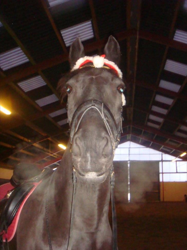 Anden særlig race Claudius - glædelig jul <3  billede 19