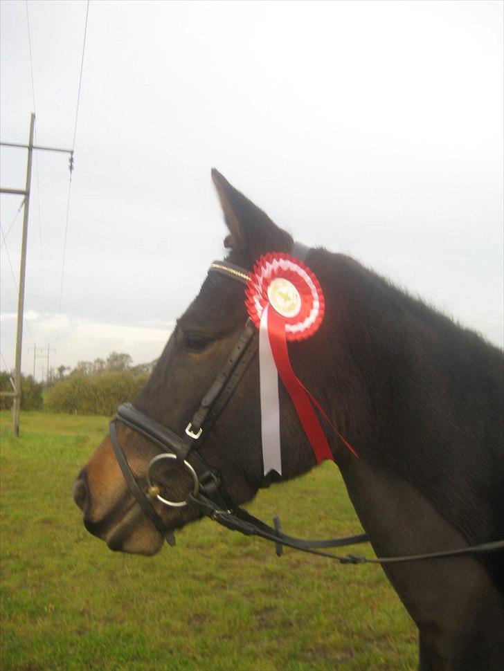 New Forest Egeballes Ofelia  billede 12