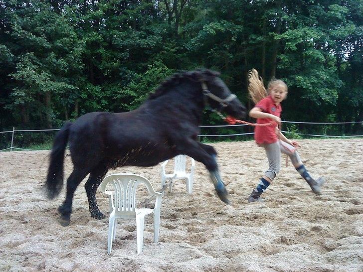 Shetlænder Hugo - Spring fra jord (ignorer mit fjæs) billede 17