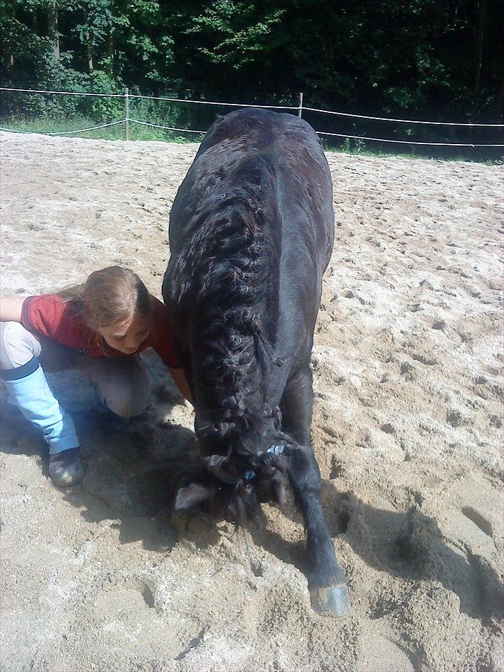 Shetlænder Hugo - Mig og Lisa lærte ham at neje billede 18