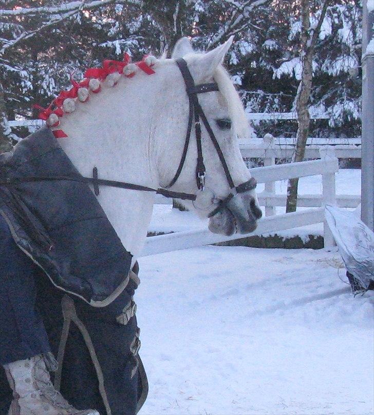 Anden særlig race Mister Elvis *solgt* - så er han på vej til sit nye hjem :) billede 17