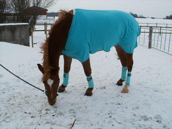 Anden særlig race Picasso - Lige fået sin nye julegave billede 10