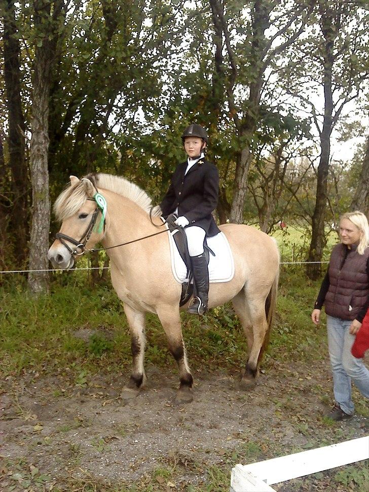 Fjordhest mølhøjs fenja billede 7