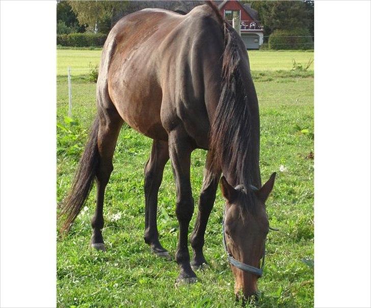 Fuldblod (XX) ZadEyz/Kashmir - Her er et billede af Kasse, billedet er taget af forrige ejer.. Han er meget tynd her, vi regner med han skal ta´ lidt under 100 kilo på, da han ingen muskler har nu næsten..  billede 1