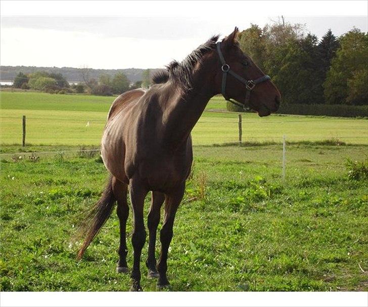 Fuldblod (XX) ZadEyz/Kashmir - Kasse da han stod hos sin forrige ejer, han er virkelig smuk. Han mangler bare muskler.  billede 2