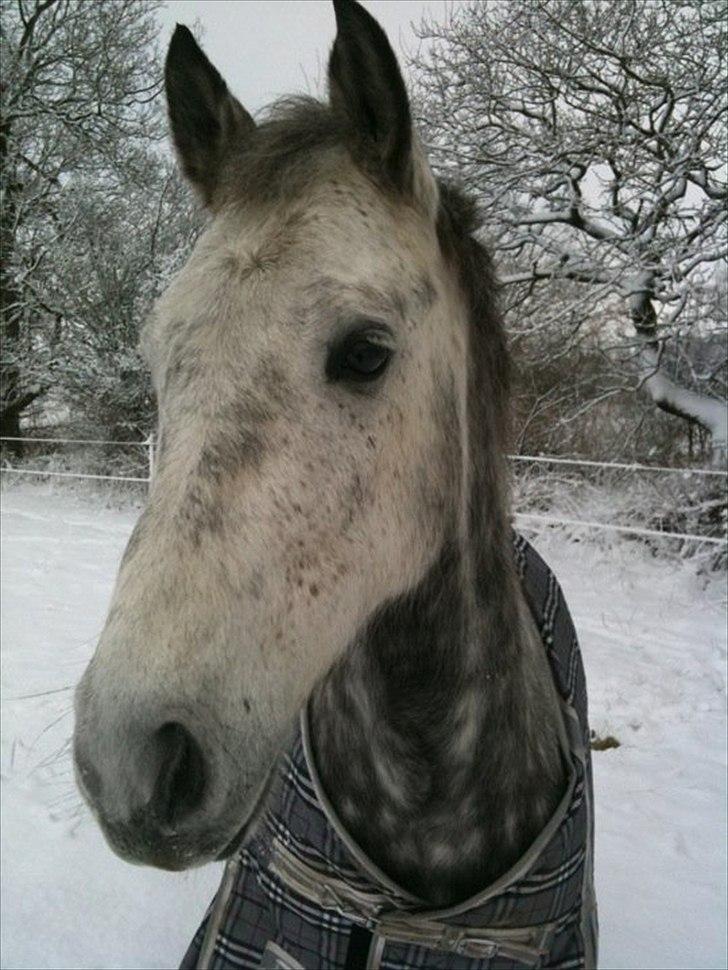 Anden særlig race Varin<3 verdens dejligste pony ! <3 - miiin deilige pony :*<3 billede 14