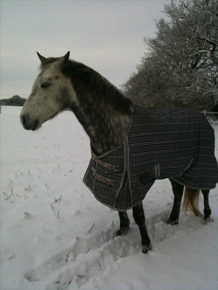 Anden særlig race Varin<3 verdens dejligste pony ! <3 - i medgang og modgang det vil altid være os to :*<3 billede 15