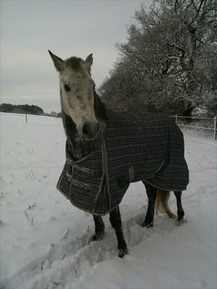 Anden særlig race Varin<3 verdens dejligste pony ! <3 - miin varin for evigt og altid<3 billede 16