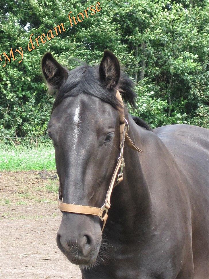 Hollandsk Varmblod Darwin - <3 Velkommen til Darwins profil<3 "Min lille baby hest" Håber i synes om ham :P  billede 1