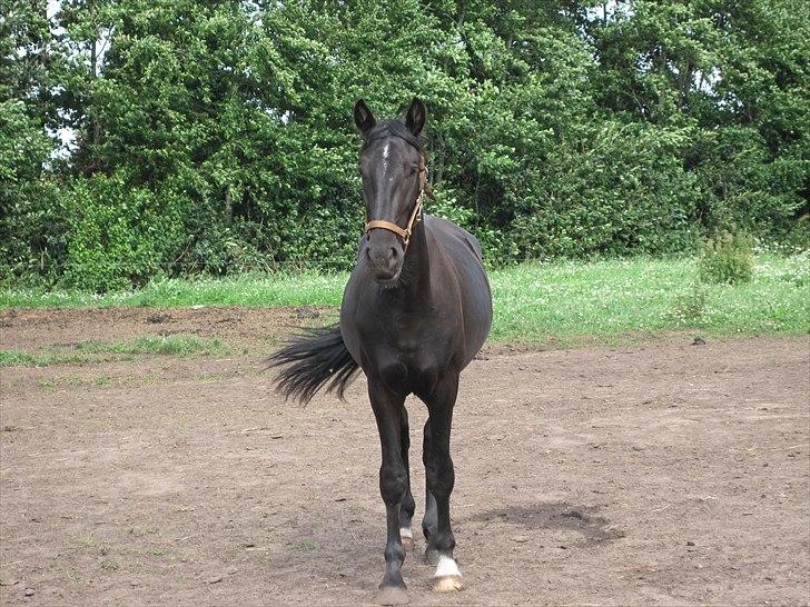 Hollandsk Varmblod Darwin - Første dag, jeg viste du var min<3 "Min hel egen"  billede 2