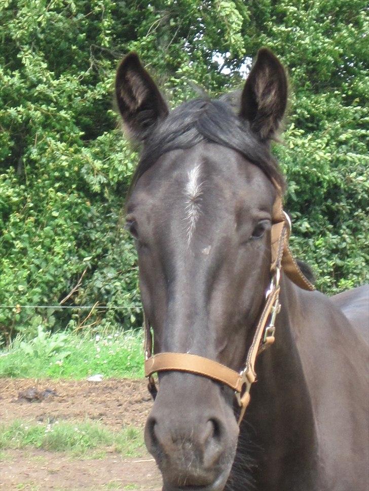 Hollandsk Varmblod Darwin - DRØMMEHESTEN!!! Jeg elsker dig, andet er der ikke at sige <3  billede 3