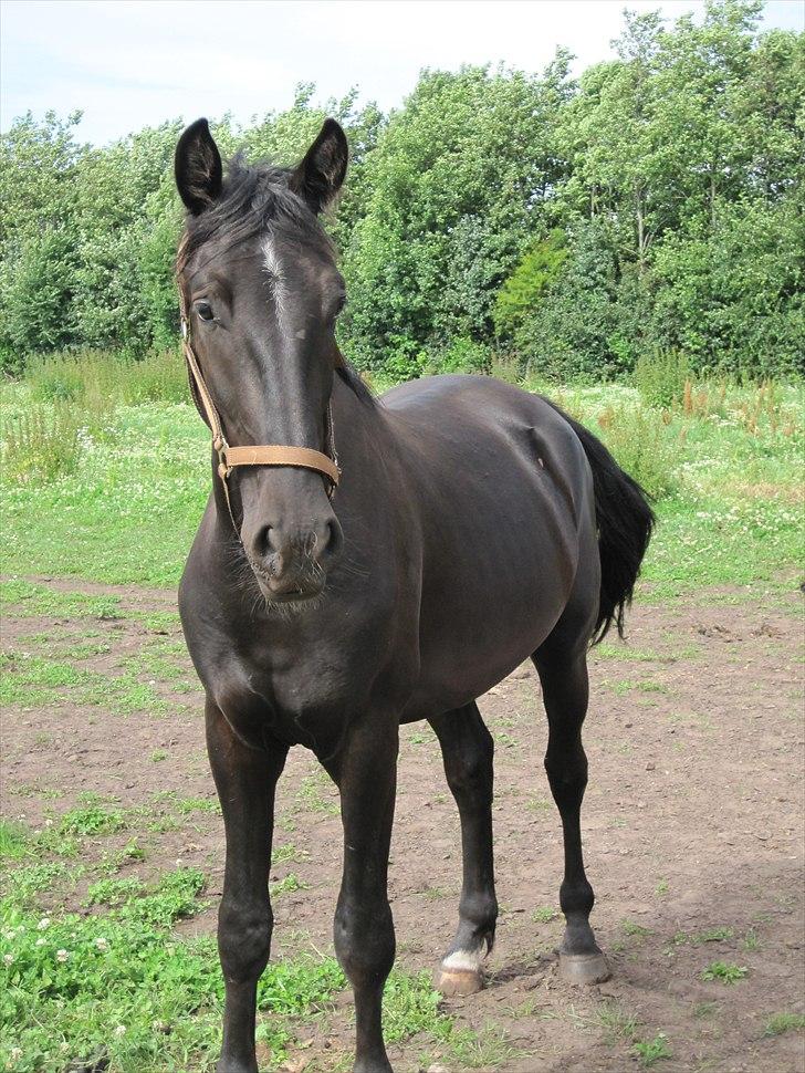 Hollandsk Varmblod Darwin - Hihi, kun to år?? Du famed smuk af din alder... :*  billede 4