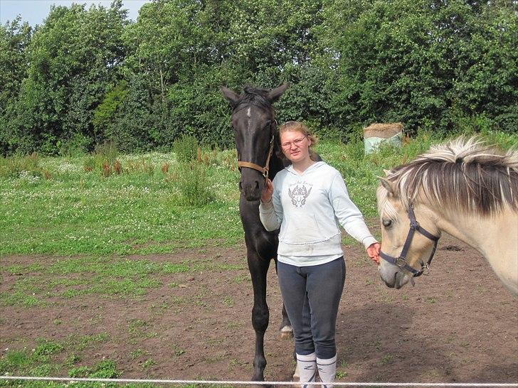 Hollandsk Varmblod Darwin - Ikke det bedste billede, men min bror bliver aldrig fotograf... <3 Hehe:D  billede 5