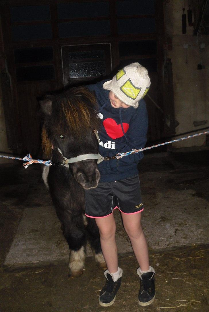 Shetlænder Tin Tin - Jeg elsker dig lille hest!<3 Foto:Anja N billede 2