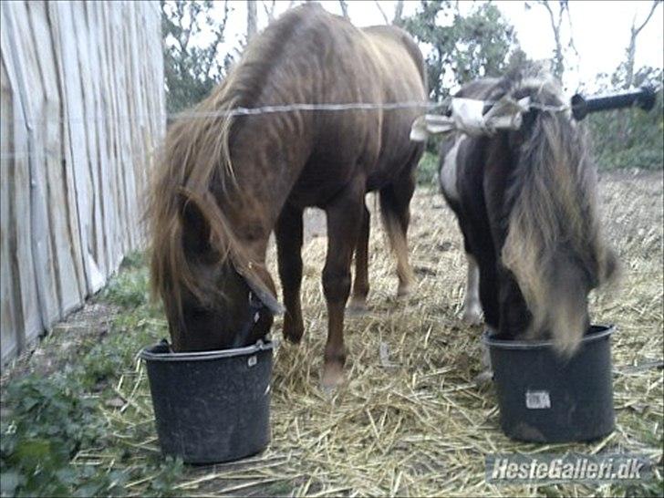 Shetlænder Tin Tin - Hestene er lige blevet fodret ! <3  billede 3