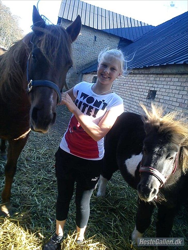 Shetlænder Tin Tin - Mig Nadi og TT. <3  billede 4