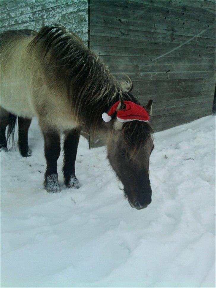 Islænder Mist fra Trællerup <333 - enu et fint jule bilede billede 17