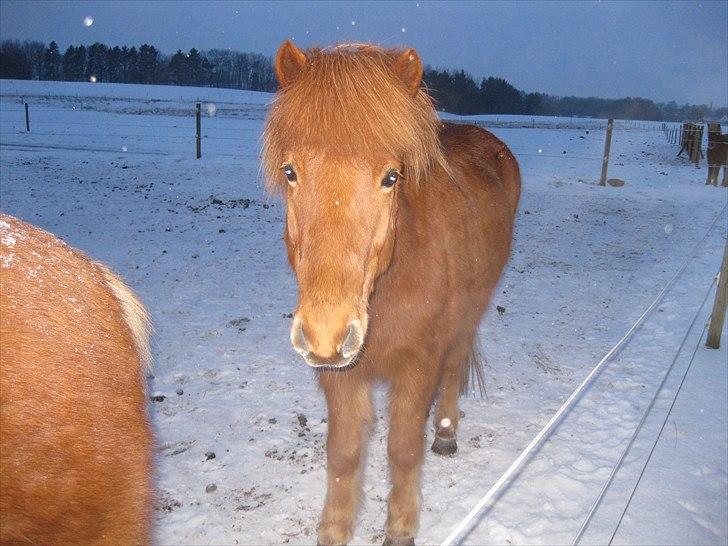 Islænder Baldur fra Holmgård - dejlige Baldur i det hvide snevejr billede 3