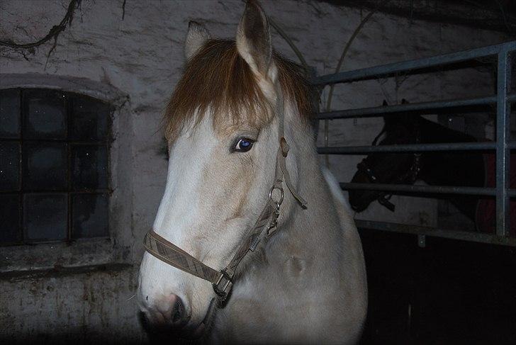 Anden særlig race sybelle (SOLGT) billede 1