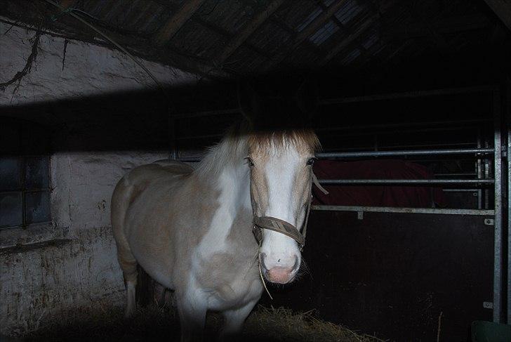 Anden særlig race sybelle (SOLGT) billede 2