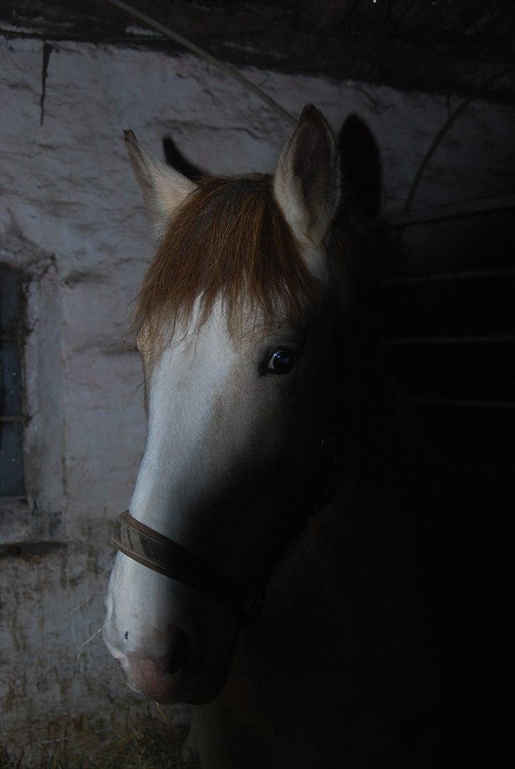 Anden særlig race sybelle (SOLGT) billede 3