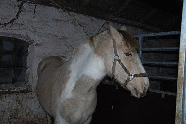 Anden særlig race sybelle (SOLGT) billede 4