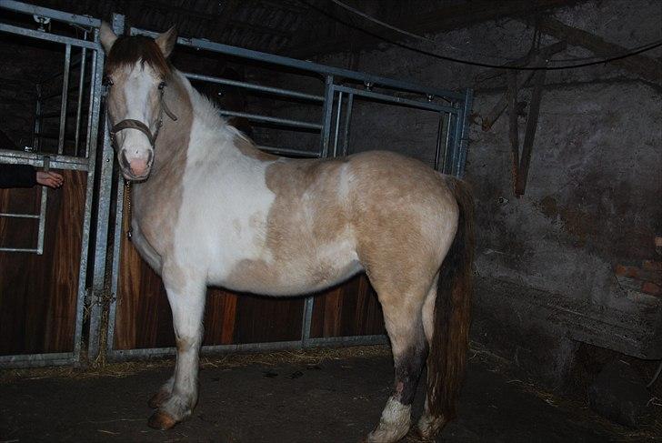 Anden særlig race sybelle (SOLGT) billede 5