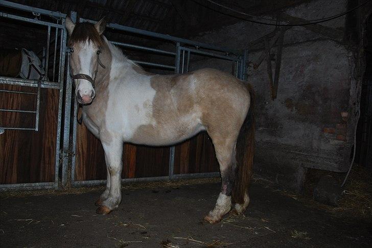 Anden særlig race sybelle (SOLGT) billede 6