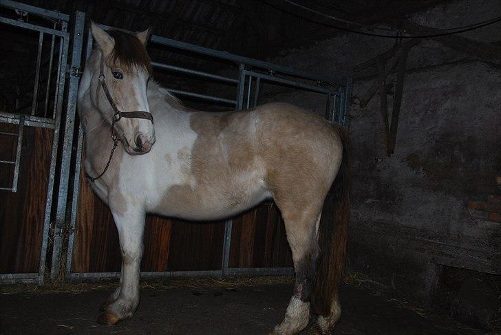 Anden særlig race sybelle (SOLGT) billede 7