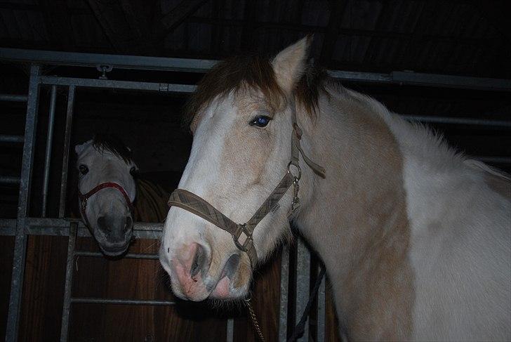 Anden særlig race sybelle (SOLGT) billede 8